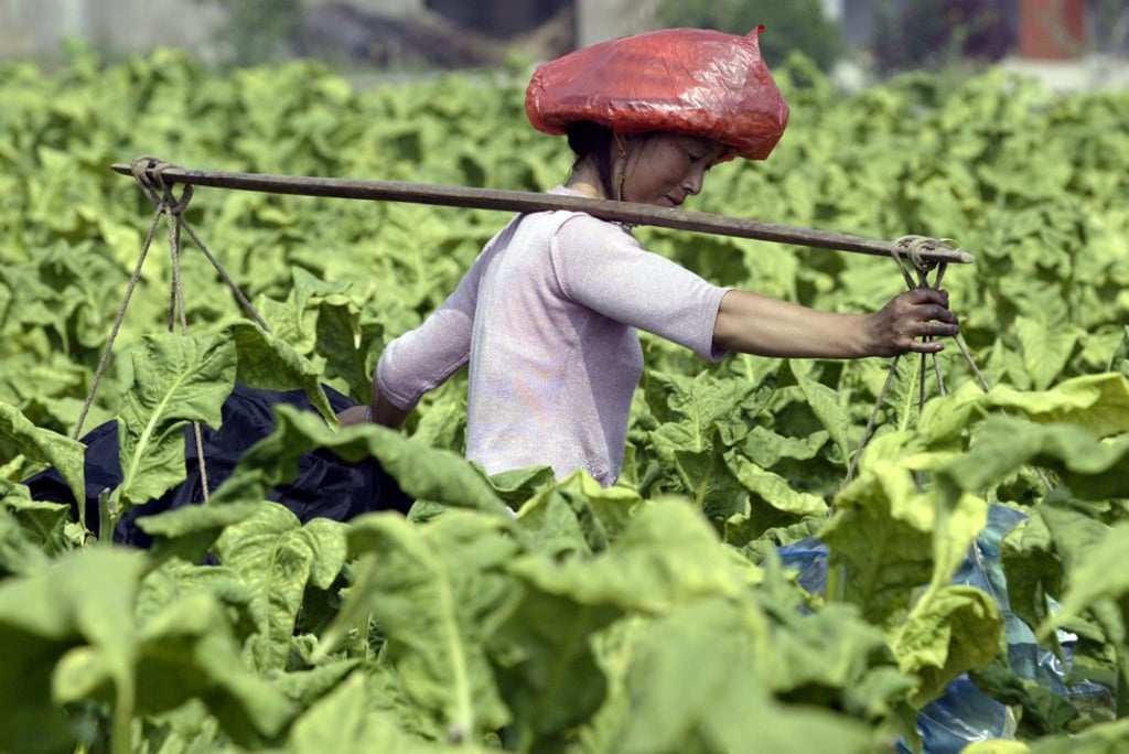 does china grow tobacco Inside Out | Tobacco should be long gone if anyone truly cared about China's  public health, instead of letting it raise funds in an IPO