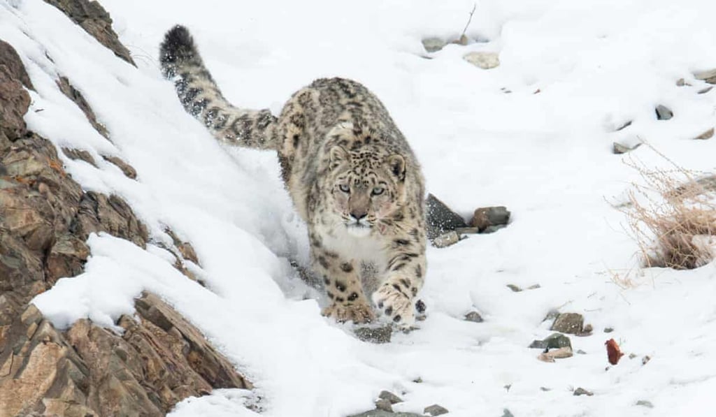 Specialist travel agents catering to the wealthy arrange trips such as snow leopard spotting in India. Photo: NPL/Alamy Specialist travel agents catering to the wealthy arrange trips such as snow leopard spotting in India. Photo: NPL/Alamy