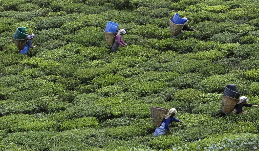 Workers pluck leaves at an organic tea garden in India’s Himalayan state of Sikkim. Photo: Reuters