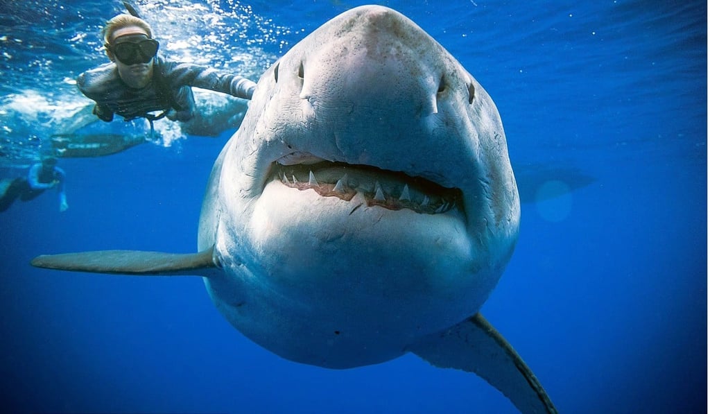 Diver Ocean Ramsey swims next to a female great white shark off the coast of Oahu, Hawaii on January 15, 2019. Photo: @oceanramsey/OneOceanDiving.Com/AFP