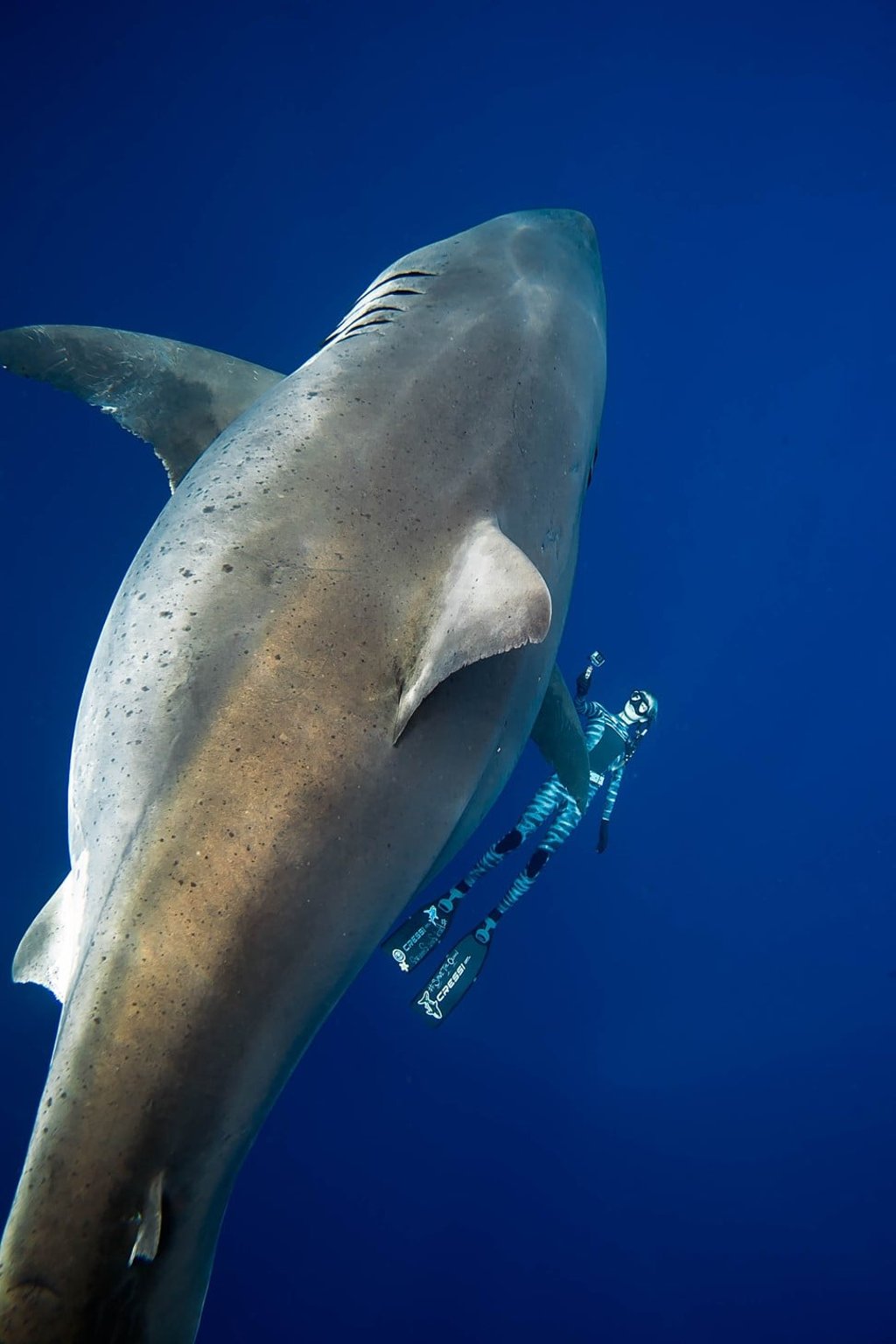 Diver Ocean Ramsey swims next to a female great white shark off the coast of Oahu, Hawaii on January 15, 2019. Photo: @oceanramsey/OneOceanDiving.Com/AFP