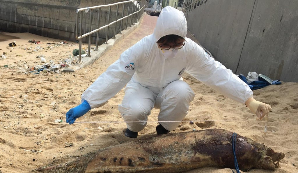 The first porpoise, which was missing its rear fin, was discovered on Shek O Beach. Photo: Handout