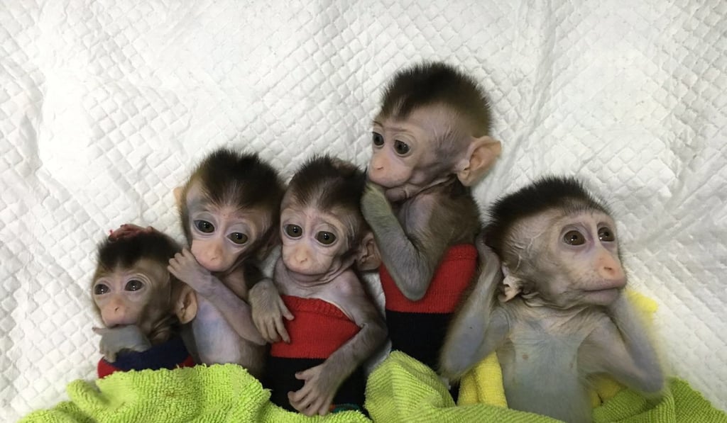 The experiment to clone gene-edited monkeys to induce mental illness is likely to raise fresh ethical concerns. Photo: EPA-EFE