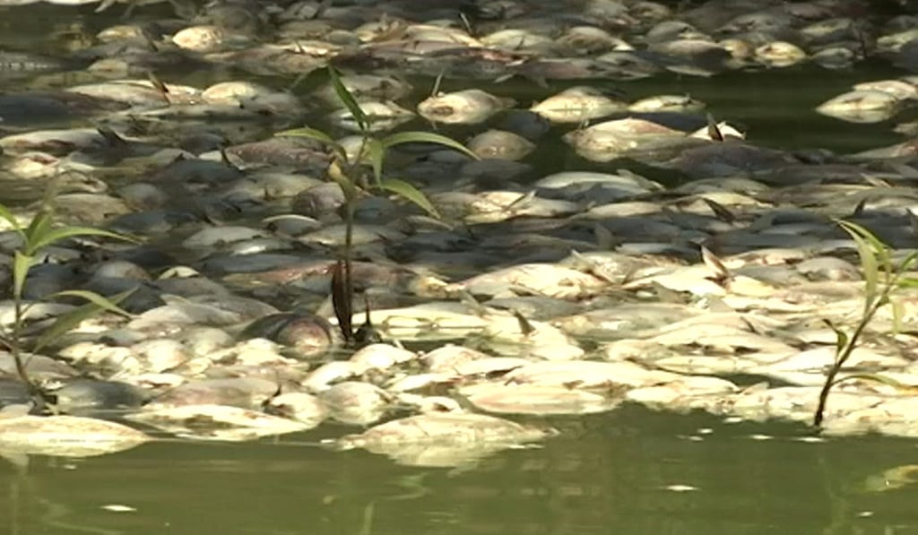 Dead fish on the Darling River in Menindee, New South Wales, Australia. Photo: AP