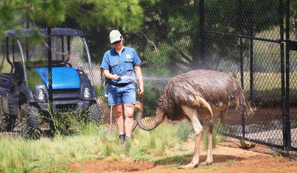 A zoo worker helps an ostrich cool off in Canberra. Photo: Xinhua