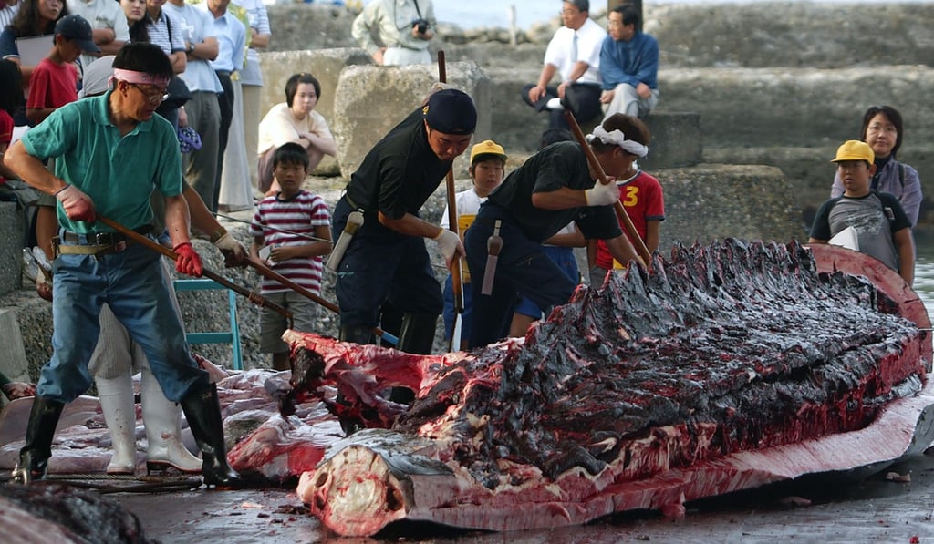 Fishermen dissecting a Baird’s beaked whale at WADA port in Minamiboso. Photo: AFP Fishermen dissecting a Baird’s beaked whale at WADA port in Minamiboso. Photo: AFP