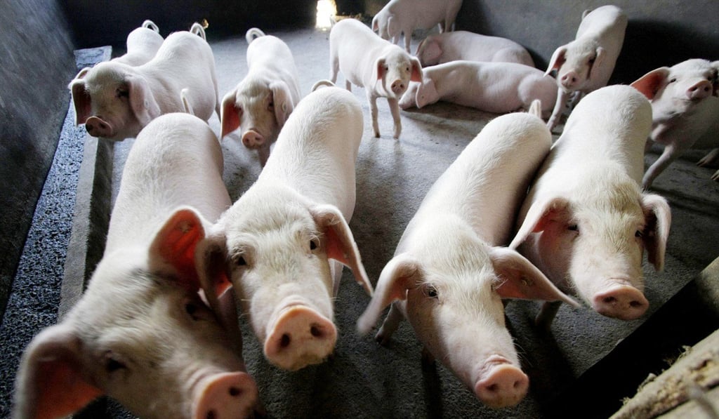 People born in the lunar year of the pig are seen to be compassionate and loyal. Photo: AP