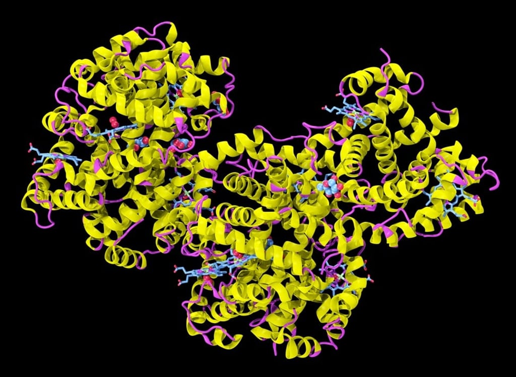 HbA1c levels (which indicate longer-term blood glucose levels than other tests) showed no significant change in the study. Photo: Alamy
