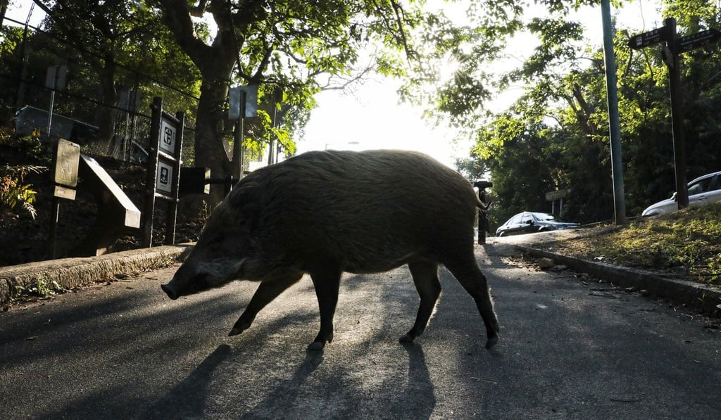 Wild boars are seen roaming around Aberdeen Country Park. SCMP / Felix Wong