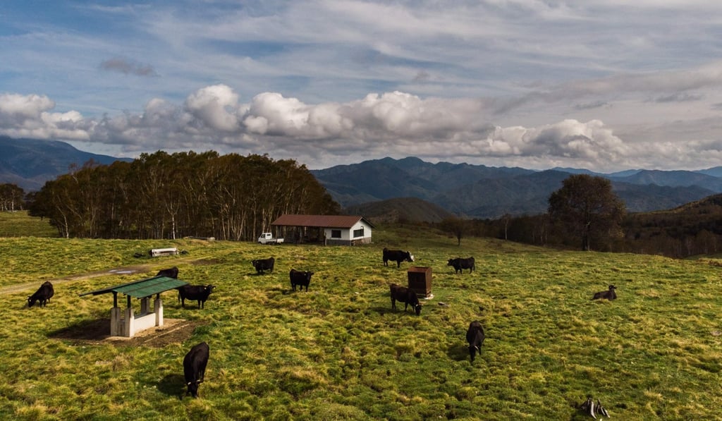 Grazing cattle at a farm for wagyu beef in Takayama. Photo: Martin Bureau/AFP
