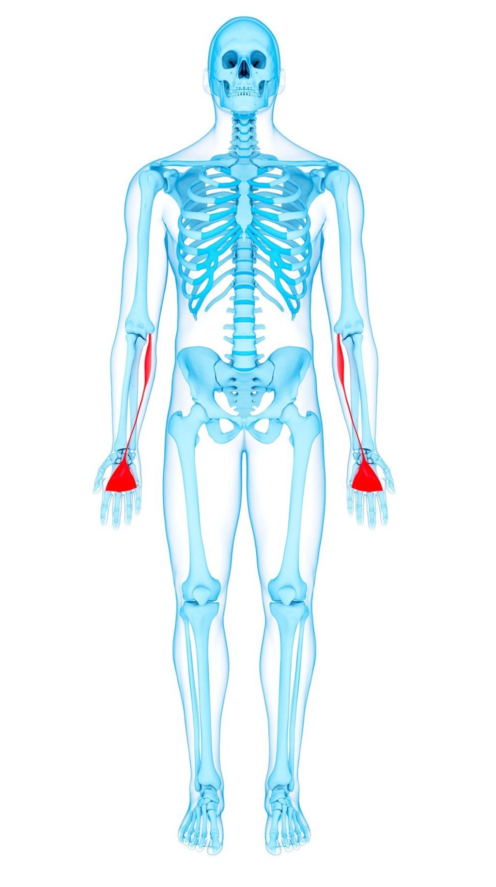 Illustration of the palmaris longus muscles. Photo: Alamy