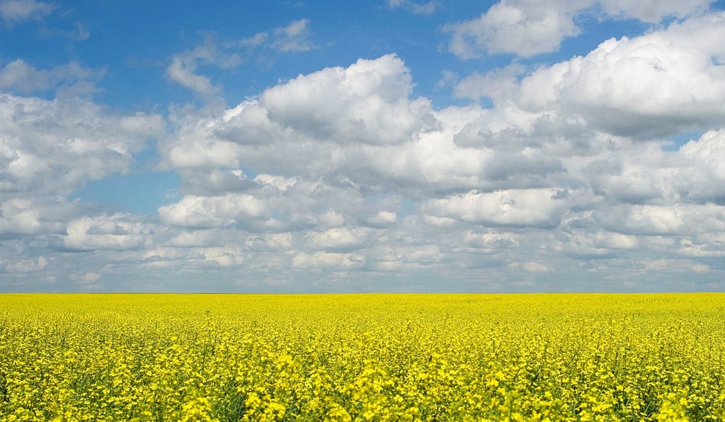 China relies on Canada to supply more than 90 per cent of its canola imports. Photo: Reuters