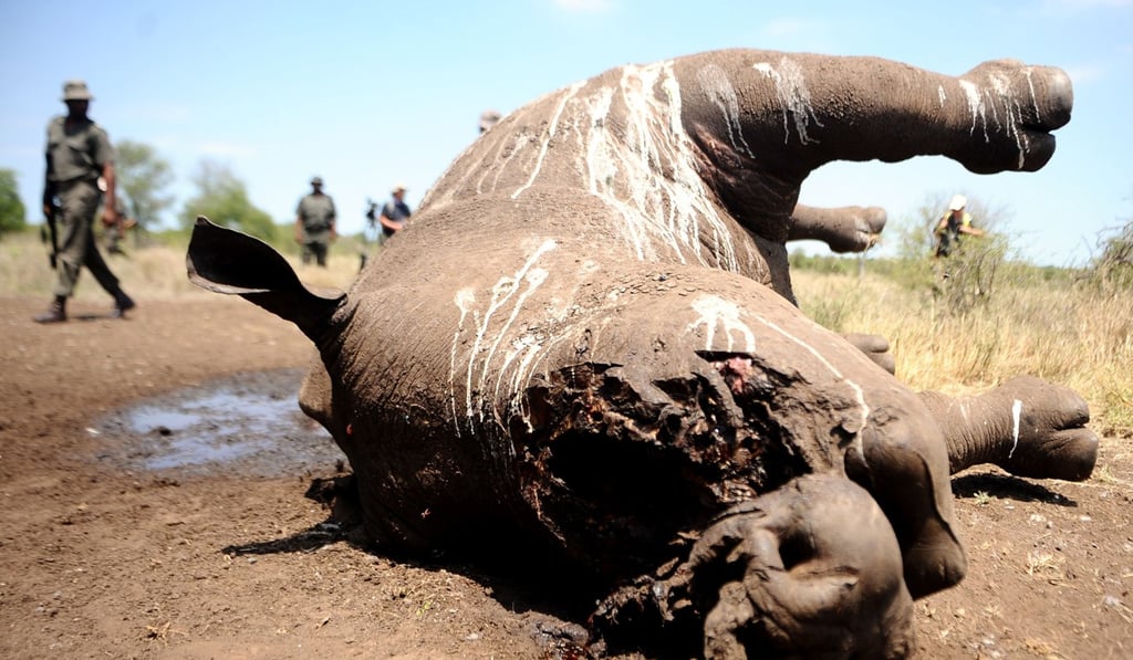 Park staff walk near the three-day-old carcass of a rhino killed by poachers in Kruger National Park, South Africa. Photo: AFP