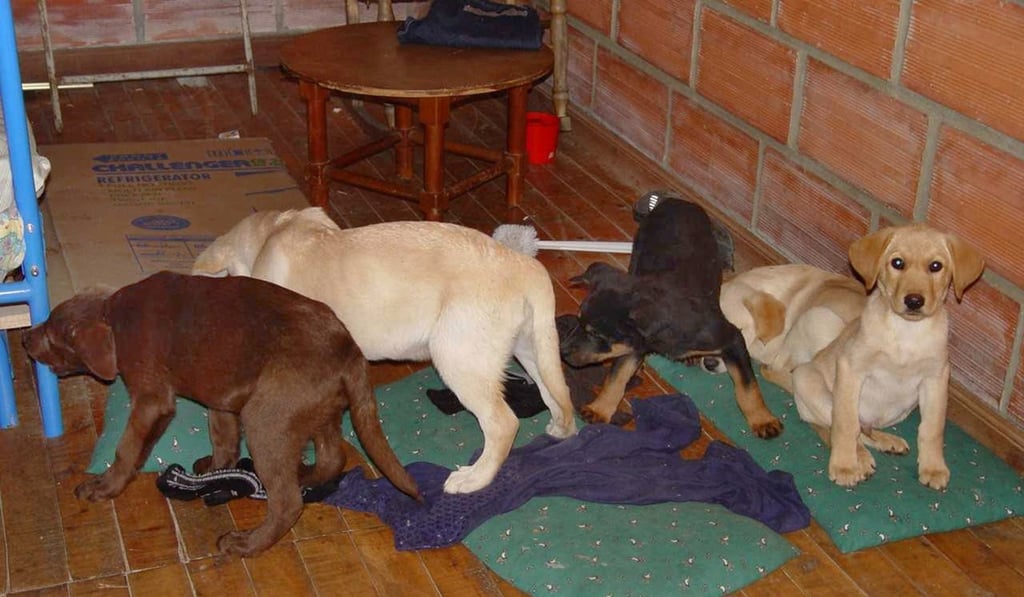 This 2005 photo provided by US Drug Enforcement Administration officials shows puppies rescued from a farm in Colombia destined for use by a veterinarian working for a Colombian drug trafficking ring. Veterinarian Andres Lopez Elorez used the puppies to smuggle packets of liquid heroin on commercial flights to New York City, where the heroin packets were eventually cut out of the puppies, who died in the process, officials said. Photo: AP