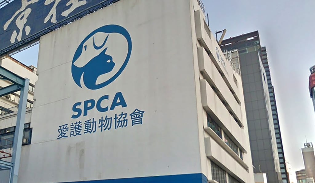 The dog will remain at SPCA for the time being. The dog will remain at SPCA for the time being.