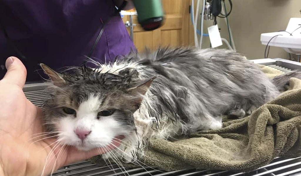 This January 31 photo provided by The Animal Clinic of Kalispell shows Fluffy the cat being heated with a blow-dryer at the clinic in Montana. Photo: AP