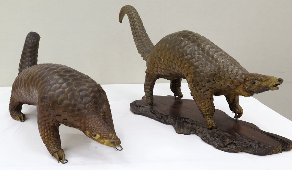 The pangolin is believed to be the most widely trafficked mammal in the world. Photo: Kyodo
