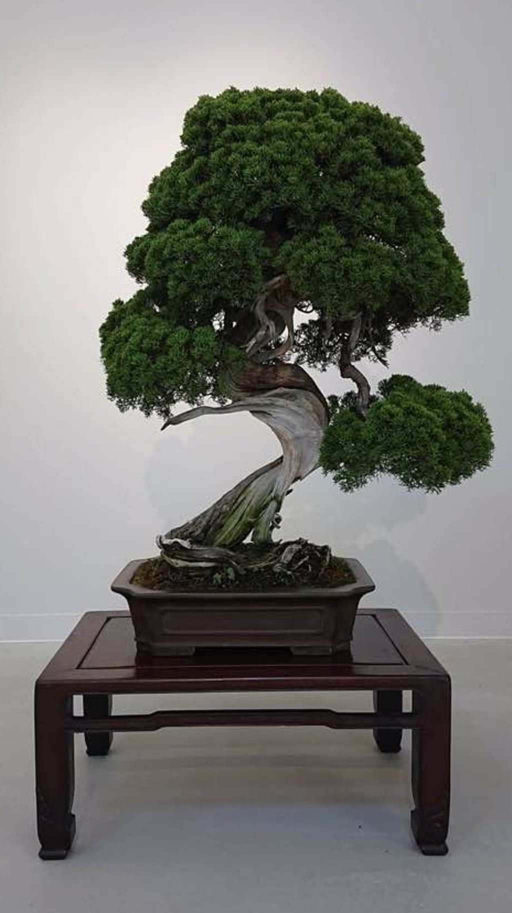 tall bonsai Tall Artificial Bonsai with Real Touch - 45