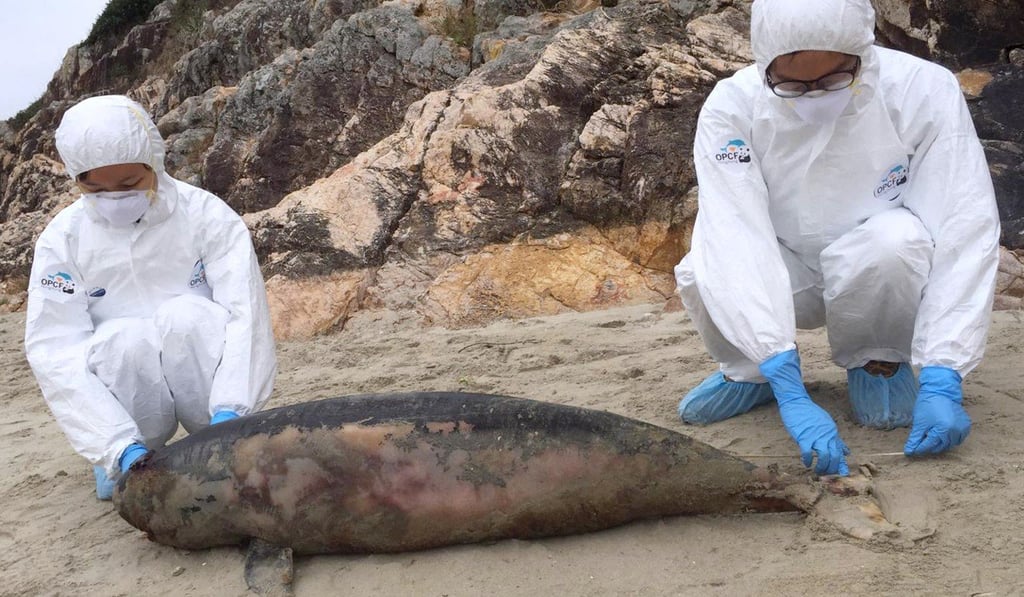 The body of a male finless porpoise calf found on a beach in Sai Wan, Sai Kung. Photo: Ocean Park Conservation Foundation, Hong Kong