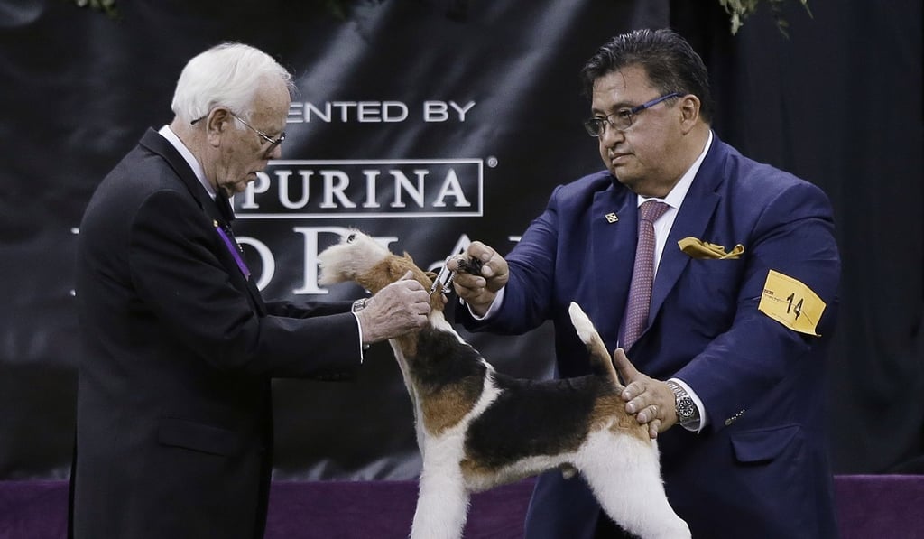 King, a wire fox terrier, competes in the Best in Show at the 143rd Westminster Kennel Club Dog Show. Photo: AP