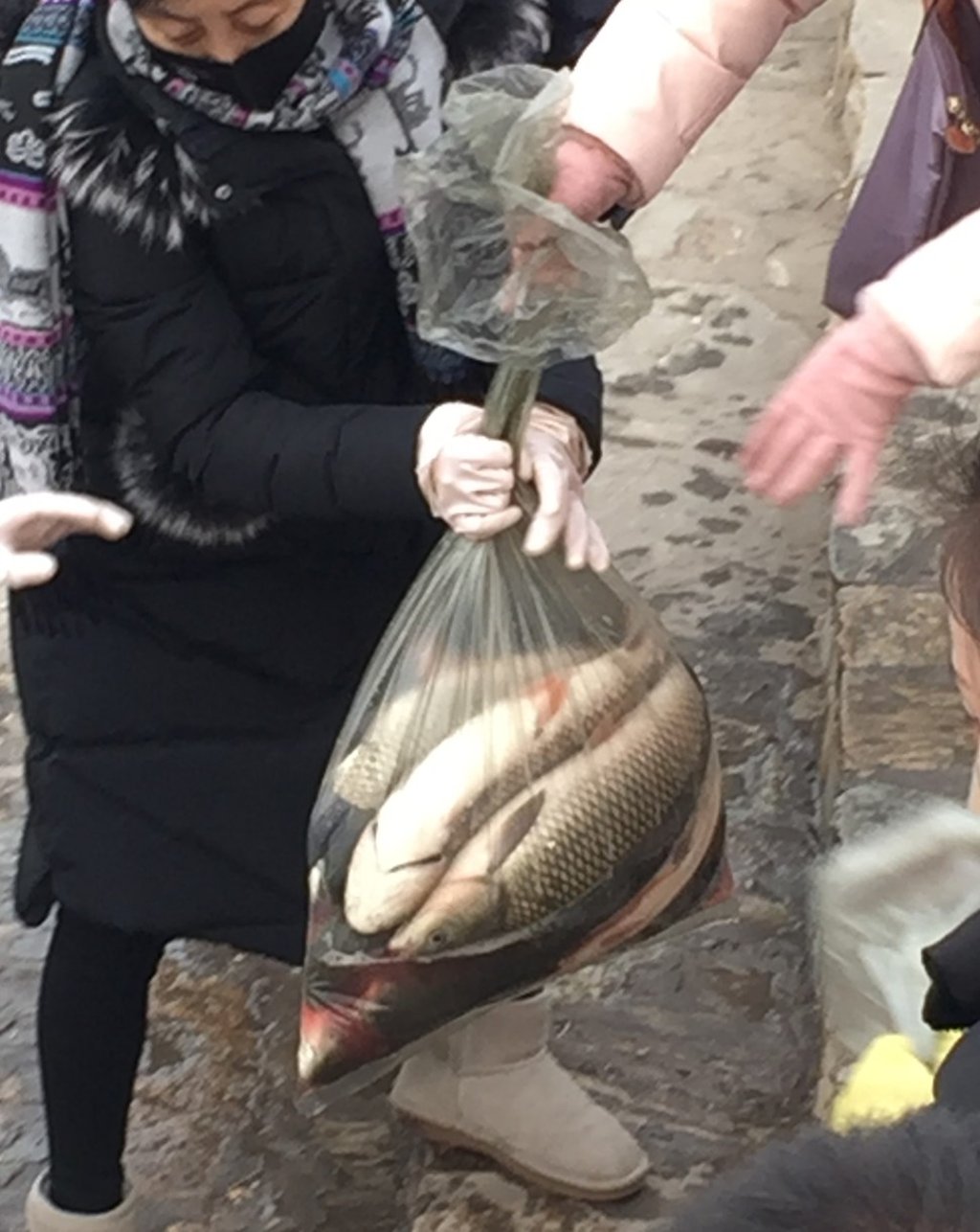People transfer the carp from trucks to the river. Photo: Pinghui Zhuang