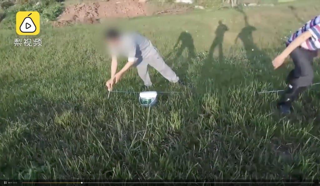 A still from a video showing a group of men in Guangdong, southern China, using electricity to harvest earthworms. Photo: Pear Video