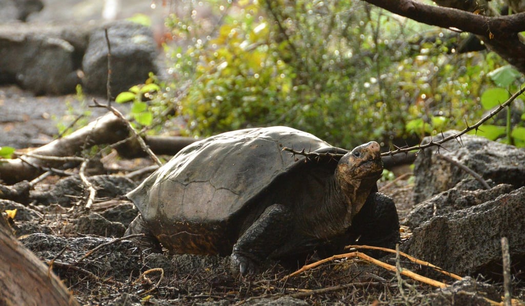 A female specimen of the giant Galapagos tortoise species Chelonoidis phantasticus, thought extinct for about a century ago, is seen at the Galapagos National Park on Santa Cruz Island on Wednesday. Photo: EPA