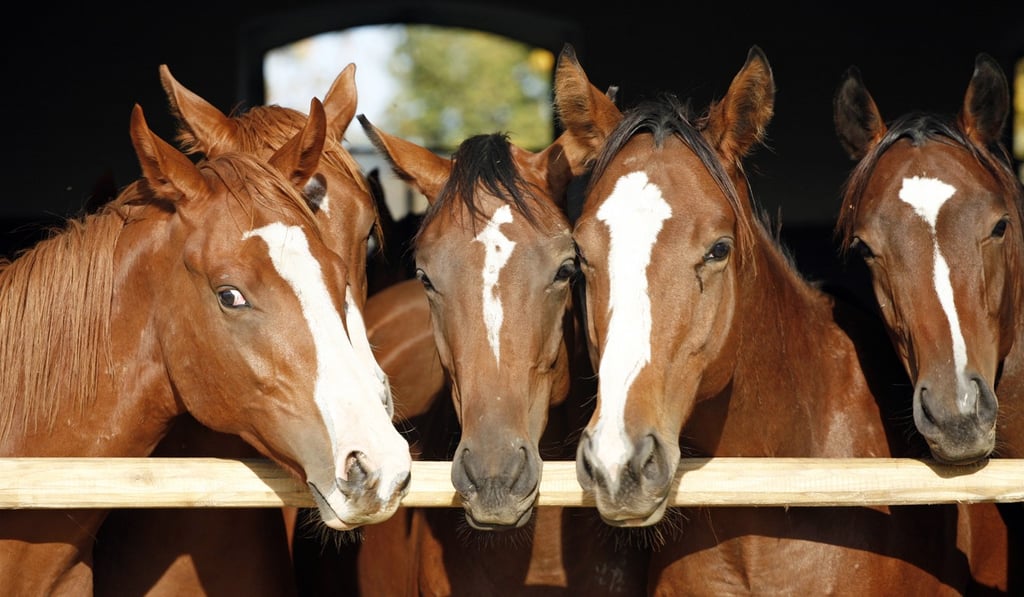 Horses used in showjumping events are more placid and agreeable in nature than horses used in horse racing. Photo: Shutterstock Horses used in showjumping events are more placid and agreeable in nature than horses used in horse racing. Photo: Shutterstock