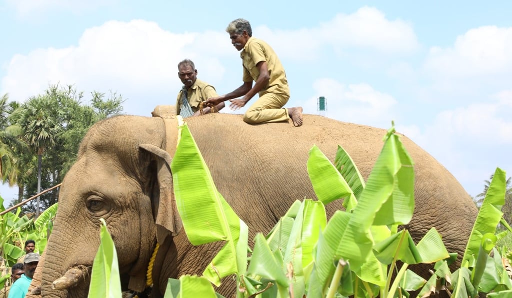 Handlers move to secure Chinna Thambi after his sedation. Photo: Handout