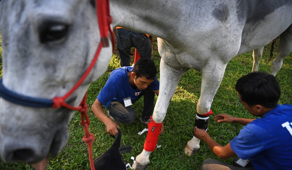 Stable assistants prepare a horse for a showjumping competition. Photo: AFP Stable assistants prepare a horse for a showjumping competition. Photo: AFP