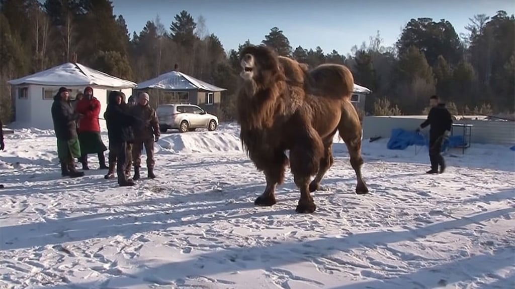 A camel is restrained before being slaughtered, dismembered and burned as part of a shaman ritual in the eastern Siberian city of Angarsk. Photo: YouTube / Eternally Blue Sky