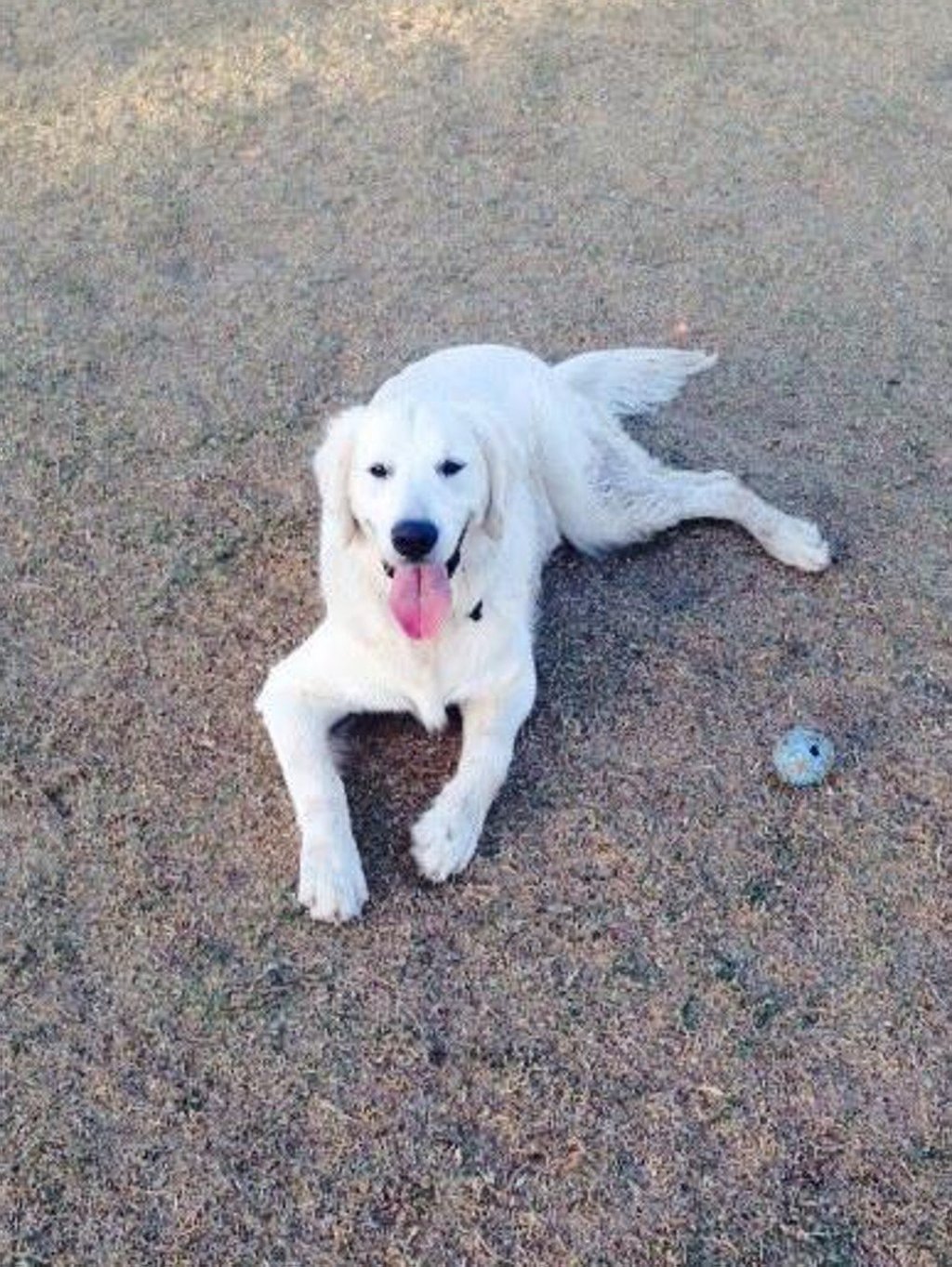 A photo of a golden retriever believed to be Jacob Bushkin's service dog, Cub. Photo:Facebook
