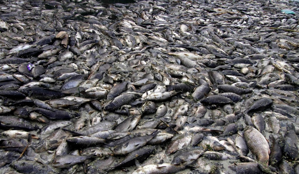 Dead carp from nearby farms float on the Euphrates river. Photo: AFP Dead carp from nearby farms float on the Euphrates river. Photo: AFP