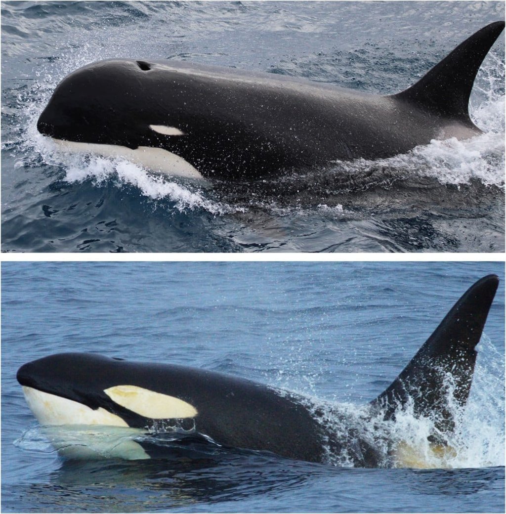 This combination of photos provided by Paul Tixier and NOAA shows a Type D killer whale, top, and a more common killer whale. Photos: Paul Tixier and Robert Pitman via AP