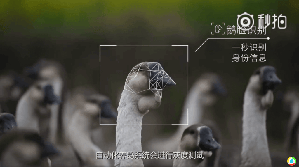 Facial recognition for geese (Picture: Tencent) Facial recognition for geese (Picture: Tencent)