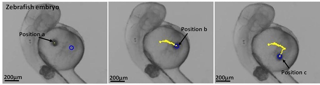 Time lapsed images of the microrobot moving in the yolk of a zebrafish embryo. Time lapsed images of the microrobot moving in the yolk of a zebrafish embryo.