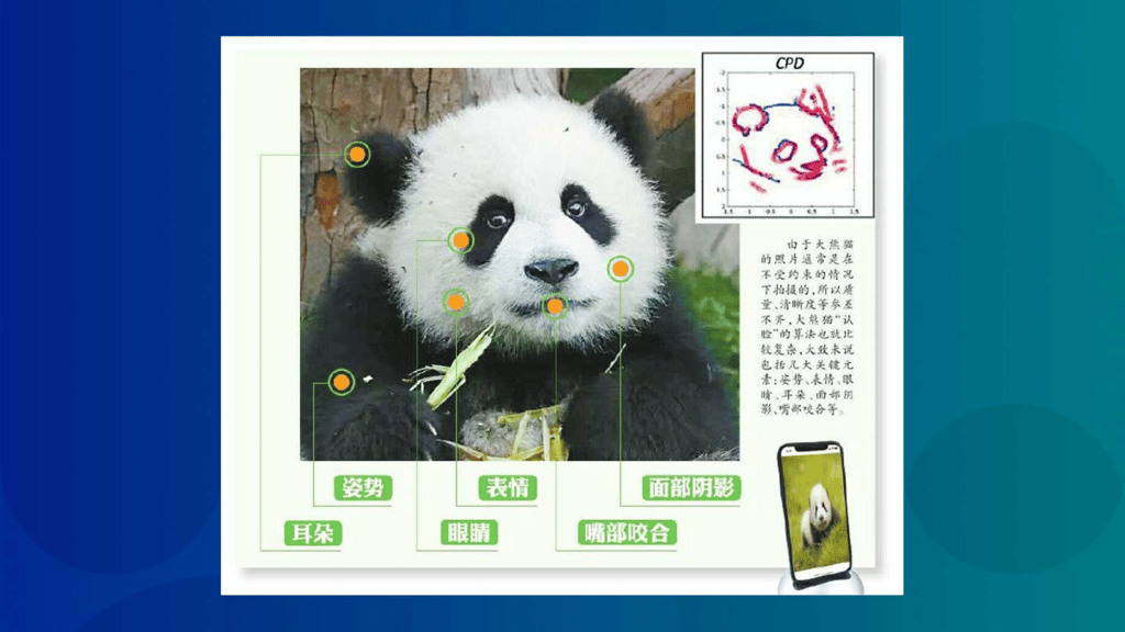 How to identify a panda. (Picture: Sichuan Daily via Xinhua) How to identify a panda. (Picture: Sichuan Daily via Xinhua)