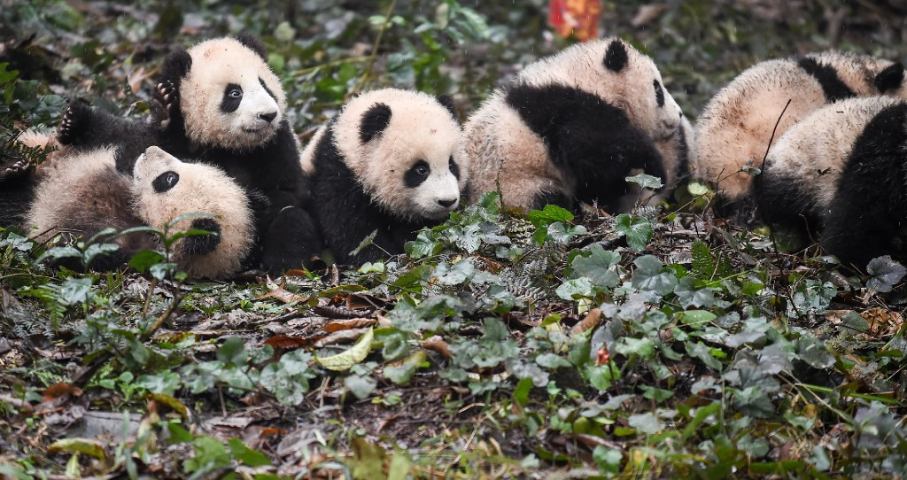 Look all the same to me. (Picture: Xue Yubin/Xinhua) Look all the same to me. (Picture: Xue Yubin/Xinhua)