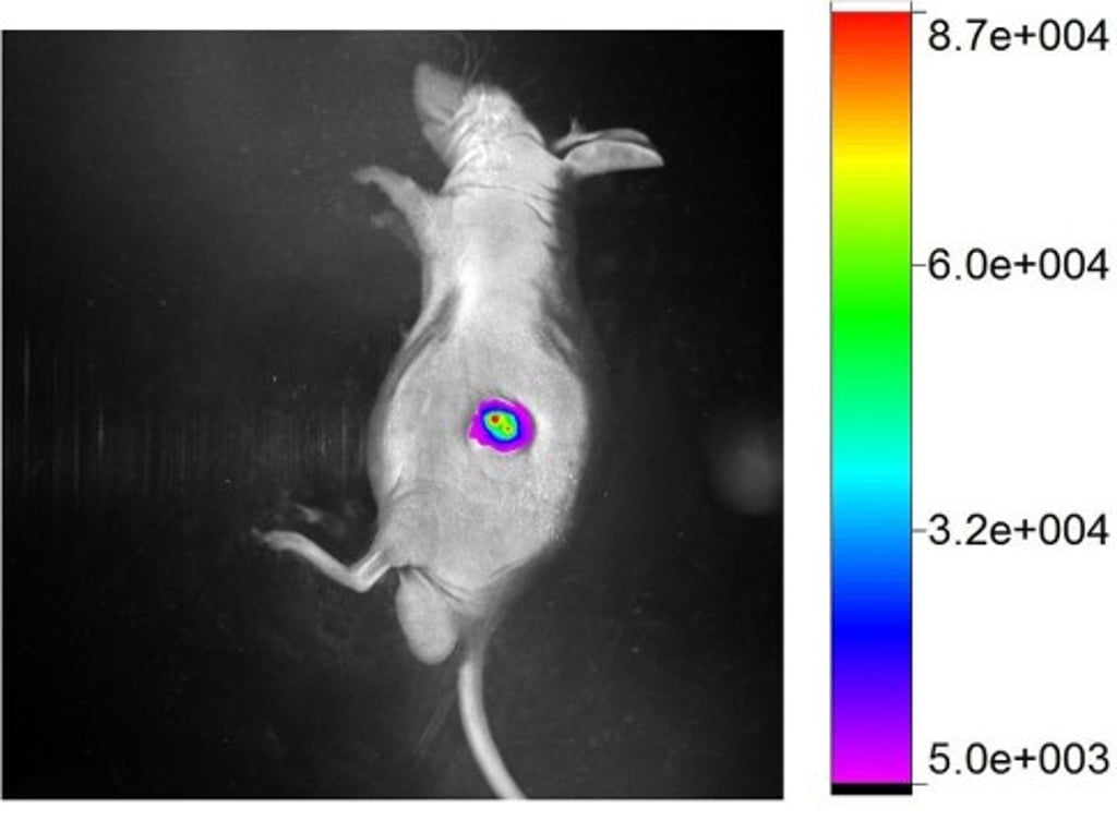 The microrobot successfully transported fluorescent cancer cells to the targeted site in a mouse</p>
<p> The microrobot successfully transported fluorescent cancer cells to the targeted site in a mouse</p>
<p>