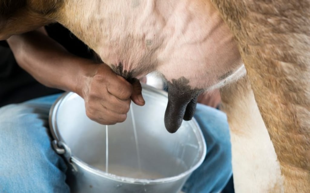 Producing cow's milk is harmful to the environment in a few different ways. Producing cow's milk is harmful to the environment in a few different ways.