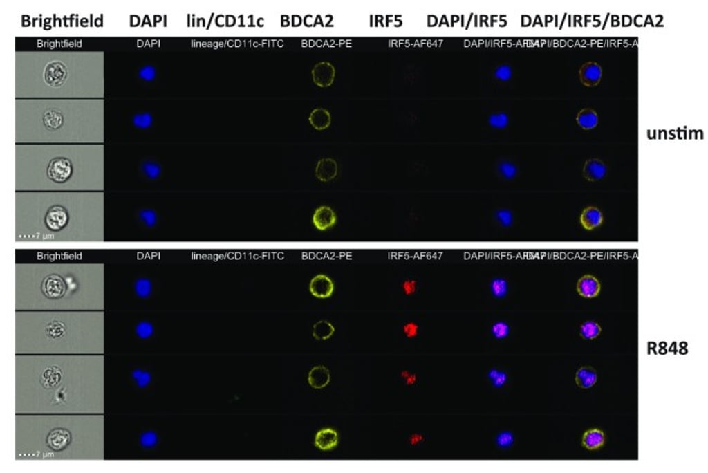 The left column in grayscale shows microscopy images of pDCs, while the other columns show the subcellular distribution of various proteins within the cells. The figure demonstrates pDCs in their natural state (unstim) as compared to the response of pDCs after treatment with chemotherapeutic drug (R848).
