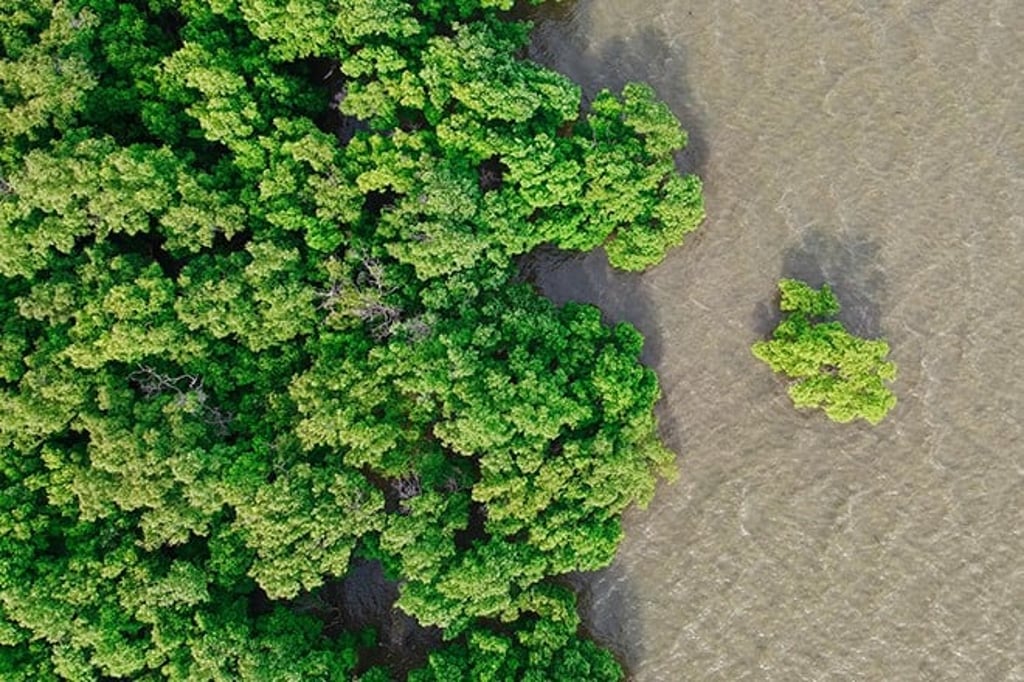 Mangrove plantations in Indonesia