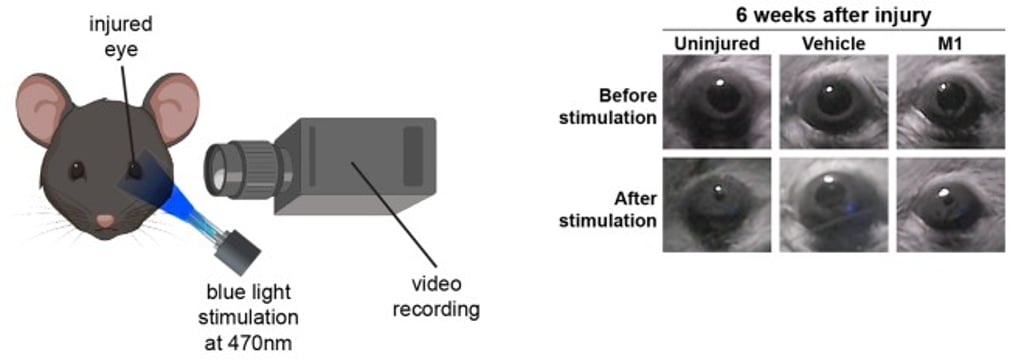 Restoration of visual function such as pupillary light reflex is observed in M1-treated mice.