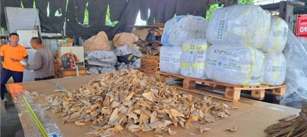 Confiscated shark fins inspected at a Hong Kong facility as part of the Government’s crackdown on illegal wildlife trade.