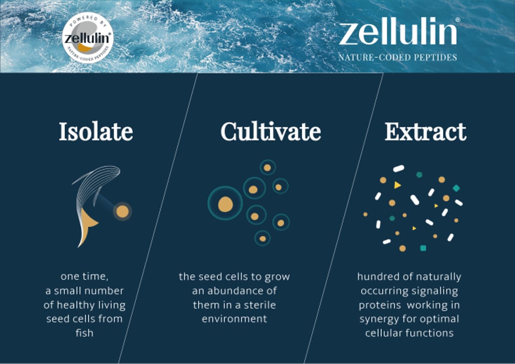 Isolate, cultivate and extract: fish cells are sampled, grown in a controlled bioreactor and gently processed to yield ZelluGEN™’s full spectrum of marine peptides.