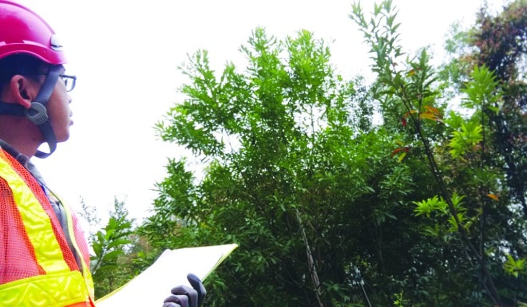 Participants will meet arborists for a walk to get to know trees in the city in "Meet the Arborists".