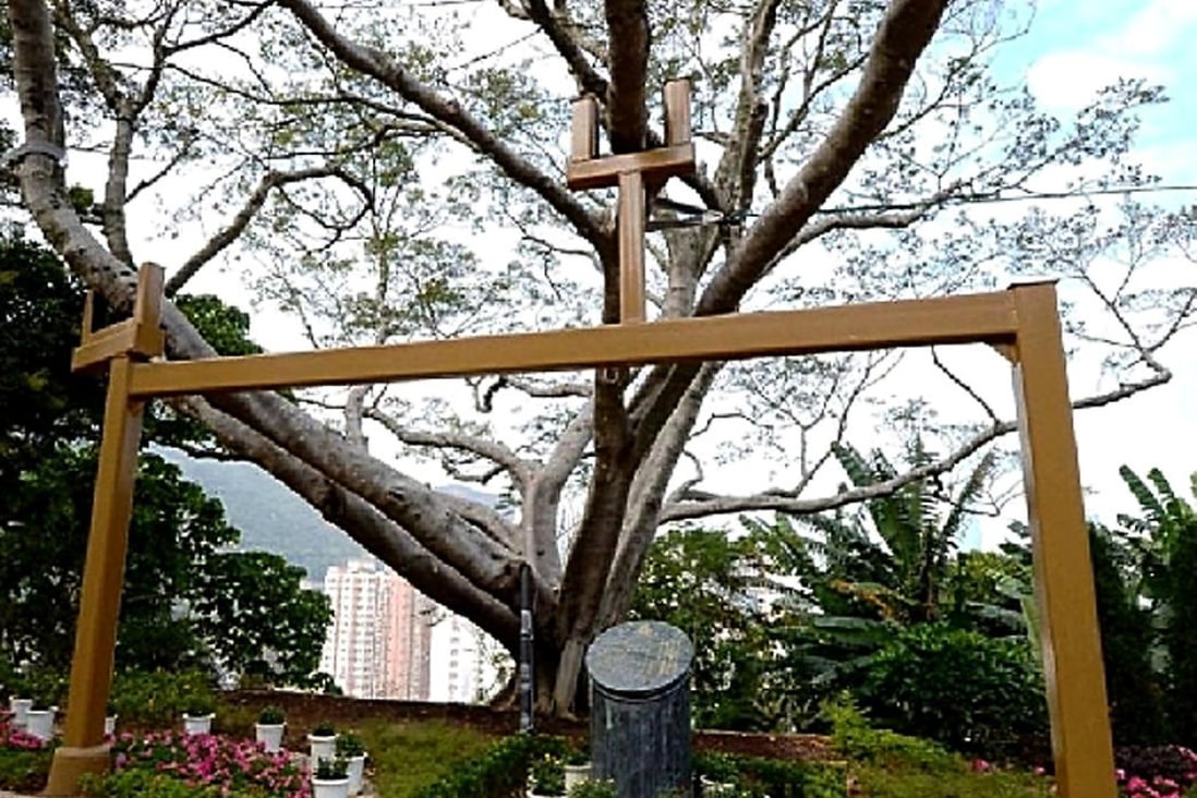 The banyan tree at Lei Yue Mun Park, suspected of being infected with brown root rot disease, was removed yesterday. Photo: SCMP 