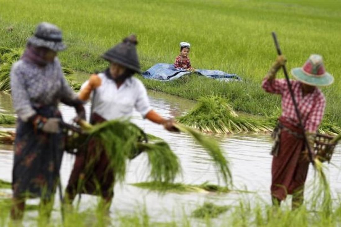 A boy sits near by while his parents plant rice seedlings in a paddy field on the outskirts of Yangon July 13, 2012. REUTERS/Soe Zeya Tun