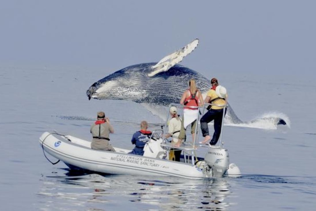 Whale watching has been good for whale populations, tour companies say.Photo: NYT