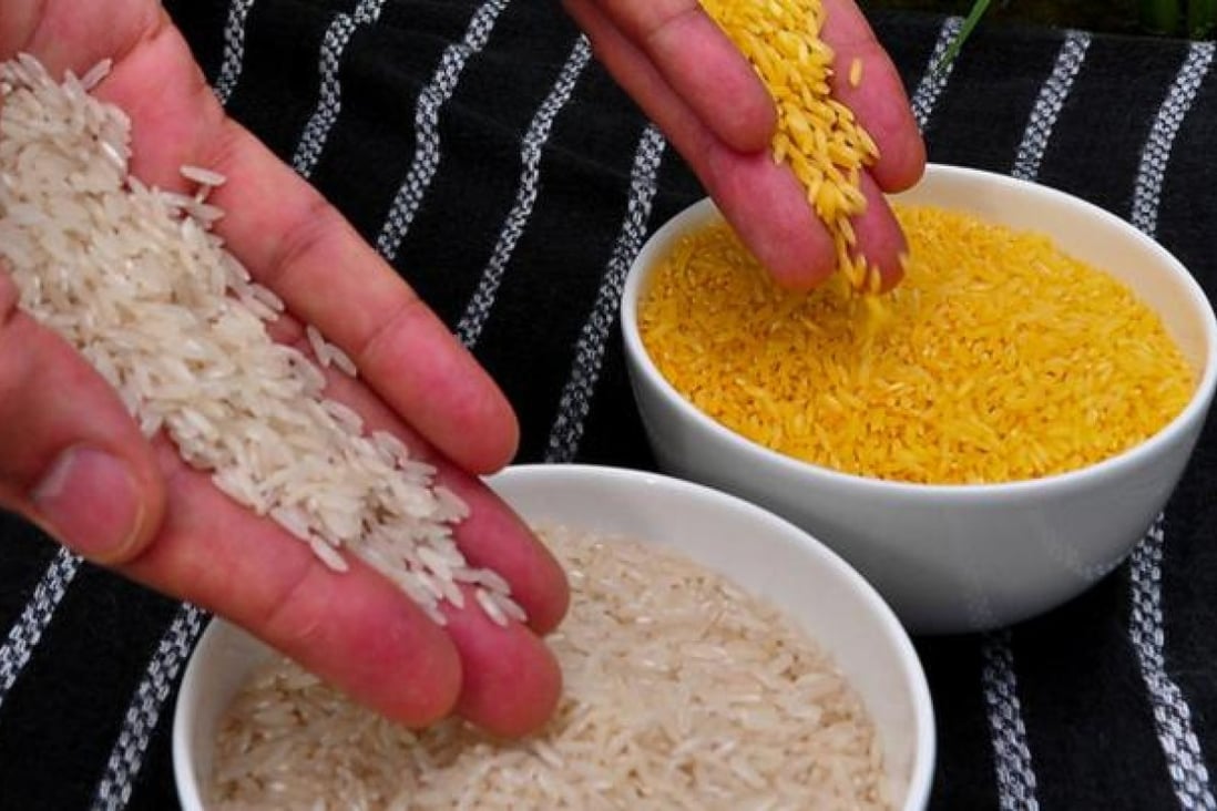 Golden Rice grain compared to white rice grain.